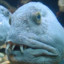 Frosti Fish