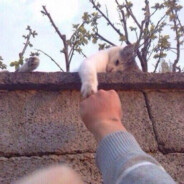 𝕂𝕣𝕒𝕥𝕖𝕔𝕔