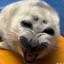 Max The Seal