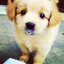 pavlov