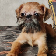 Жирный карлик