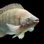 Tilápia