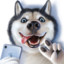 Husky