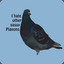 Sassy Pigeon