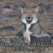 TIBET FOX