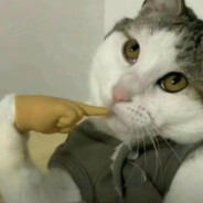 沙城第一美男子