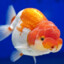 Blu-ranchu