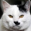 Adolf Kittler