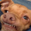 ElPerro