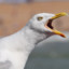 Seagull