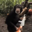 Monkey With AK