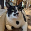 Chonkus Maximus's avatar