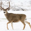 This Deer Does 999999999999% DMG