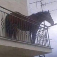 horse avatar
