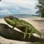 Brazilian_Chameleon