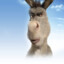 donkey