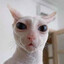 feline individual