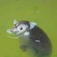 近战海豹逆天DJ