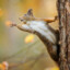 SquirrelOnATree