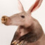 aardvark knower