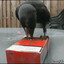 Crow