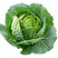 21 Cabbage
