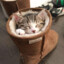 Cats in Uggs