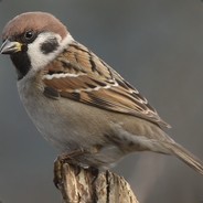 xD ™ CSGO-SKINS.COM