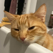 Prosiaczek KaZaX7245