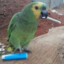 papagaio fumante vegano