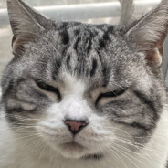 九九是个瞌睡虫