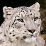 翻斗花园捍卫者张小丽