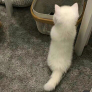 双层吉士damn！堡