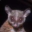 bushbaby