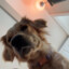 Poochie P
