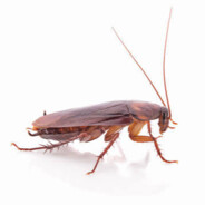 COCKROACH