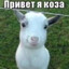 коза
