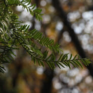 阿秋树下黄鹂鸟