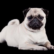Pug