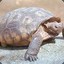 Turtle On Rock