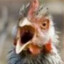 Le Mad Rooster