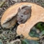 Bagel Mouse