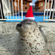 WhiteSonicBarrierRIP