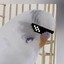 CoolBirb