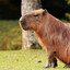 Capivara Curitibana