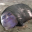 Fat Pig