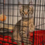 kitten #1