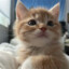 猫恋