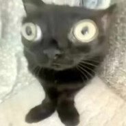 哈机密南北绿豆