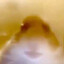 Gurt